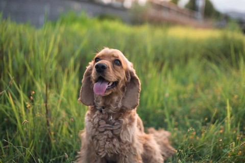 A joyful dog sitting in grass at sunset, a natural and vibrant setting