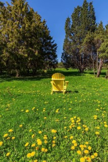 Back of unoccupied yellow Adirondack armchair in green grass field with Taraxacum officinale -