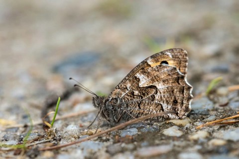 Hipparchia alcyone, Hipparchia hermione, rock grayling, butterfly, insects, butterfly, butterflies