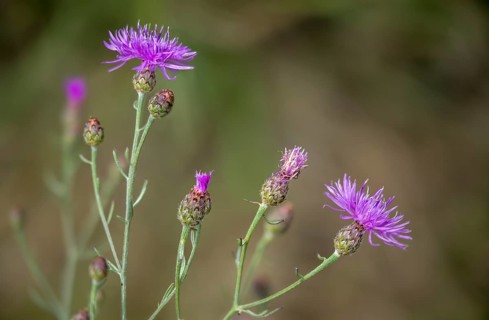 Asteraceae, centaurea sturgeon, spotted knapflower, daisy, panicle flake, spotted knapweed,