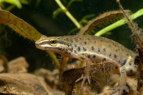 Lissotriton vulgaris meridionalis, southern smooth newt, southern pond newt, amphibians,