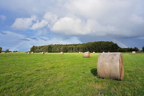 Hay bales in a meadow, Mecklenburg-Western Pomerania, Germany
