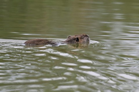 Nutria (Myocastor coypus), swimming in the water, Camargue, southern France, France