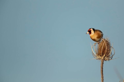 European goldfinch (Carduelis carduelis) adult bird on a Teasel (Dipsacus fullonum) seed head,