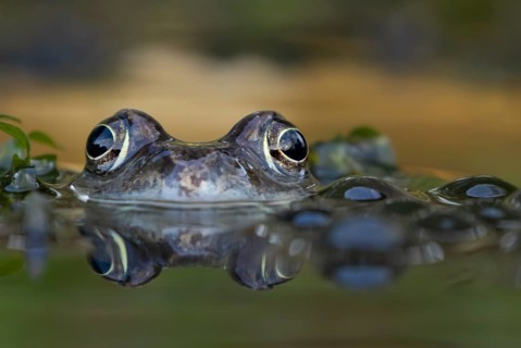 Common frog (Rana temporaria) adult amphibian on the water surface of a garden pond, England,