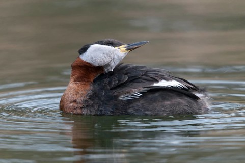 Podiceps grisegena, red-necked grebe, birds, plumage care, grebe, podicipedidae, preening, diver,