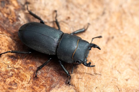 Beetle beetle, dorcus parallelipipedus, lesser stag beetle, beetle, coleoptera, insects, beetles,