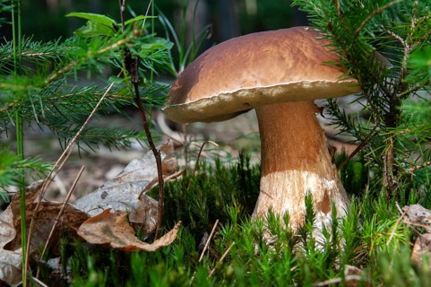 Boletus edulis, spruce porcini, common porcini mushroom, porcini mushroom, cep, fungi, mushroom,