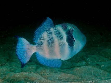A solitary blue triggerfish, the stone triggerfish (Pseudobalistes naufragium), in dark water on