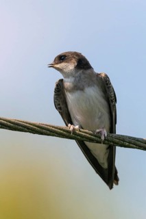 Delichon urbica, house martin, house martins, birds, high size, portrait format, passeri, swallows,