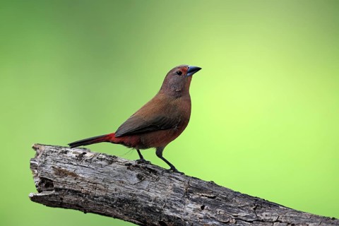 Dark Amaranth (Lagonosticta rubricata), African firefinch, Dark Red Astrid, adult, female, alert,