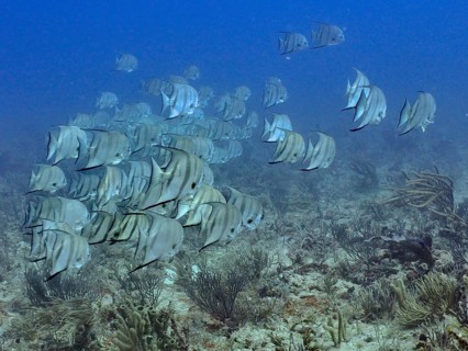 A school of Atlantic spadefish (Chaetodipterus faber) swimming in the clear water at the Breakers
