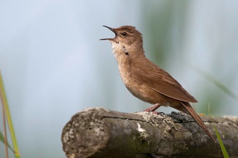 Locustella luscinioides, cane swirl, Savi's warbler, birds, song, passeri, singing, songbirds,
