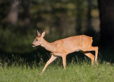 Animals Mammals Deer, Fawn, Roe Deer, Capreolus capreolus
