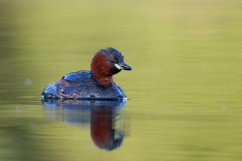 Little Grebe (Tachybaptus ruficollis), North Rhine-Westphalia, Germany