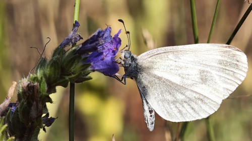 A white butterfly, a narrow-winged white (Leptidea), perched on a purple flower, in a summery