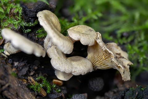 Astringent panus, bitter oyster, bitter mussel mushroom, bitter-sharp dwarf ball, oak dwarf ball,