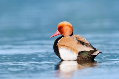 Red-crested Pochard (Netta rufina), drake, Lake Constance, Baden-Württemberg, Germany
