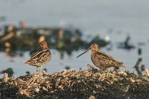 Common snipe, gallinago gallinago, snipe, birds, charadriiformes, leo, limicols, snipe birds,