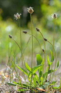 English plantain, medicinal plantain, narrowleaf plantain, plantago lanceolata, ribwort plantain,