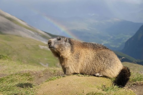 Alpine Marmot Marmota marmota, Kaiser-Franz-Josef-Höhe, Nation, Carinthia, Austria