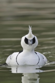 Dwarf Sawer, Mergus Albellus, Smew, Swimming on Lake, Male, Captive