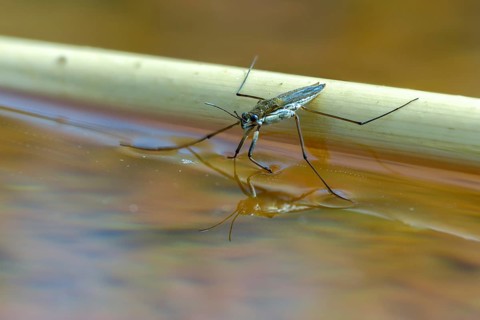 Aquarius najas, stream strider, gerris najas, heteroptera, river skater, black-backed strider,