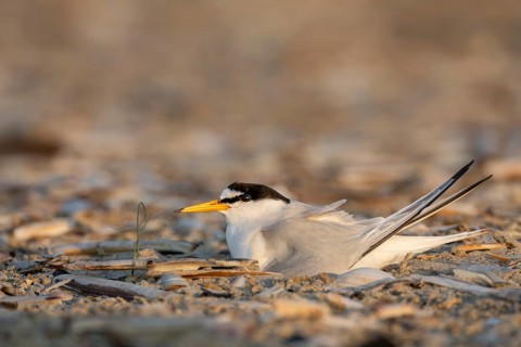 Side view of a breeding little tern (Sternula albifrons) on the North Sea coast, rare, endangered,