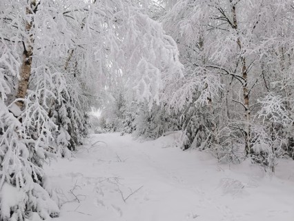 Snowy forest trail lined with birch-like trees in a quiet winter landscape, Lauenstein,