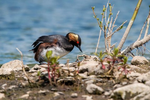 Black-necked grebe, podiceps nigricollis, black-necked grebe, birds, breed, brood, grebe,