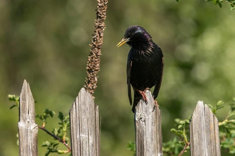 Star, Starling, Sturnus Vulgaris, Birds, Garden, Garden Fence, Garden Fence, Passeri, Songbirds,