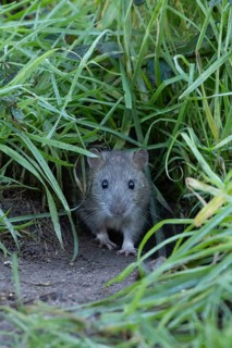 European brown rat (Rattus norvegicus) adult rodent animal coming out from its burrow hole,