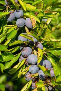 Ripe plums (Prunus domestica) on a fruit tree, Goldenstedt, Lower Saxony, Germany