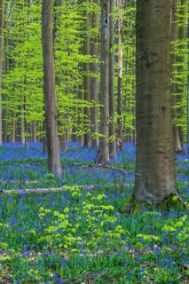 Bluebells (Hyacinthoides) in Hallerbos, woodland, early-flowering plants, Hallerbos, Halle, Belgium