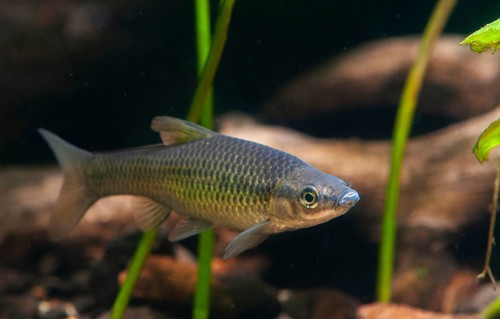 Blue ribbon bear, pseudorasbora parva, stone moroco, stone moroko, fish, fish, pisces, topmouth