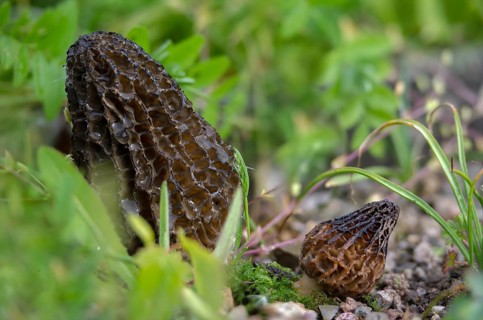 Flesh-colored morel, garden morel, delicious morel, morchella conica, black morel, pointed bonnet