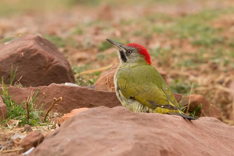 Levaillant's Woodpecker (Picus vaillantii) male, Morocco