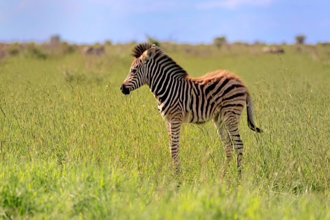 Burchell's zebra (Equus quagga burchelli), Burchell's zebra, young animal, foal, alert, Kruger