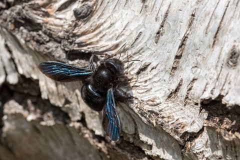 Apidae, bees, blue wood bee, large wood bee, hymenoptera, violet-winged wood bee, xylocopa