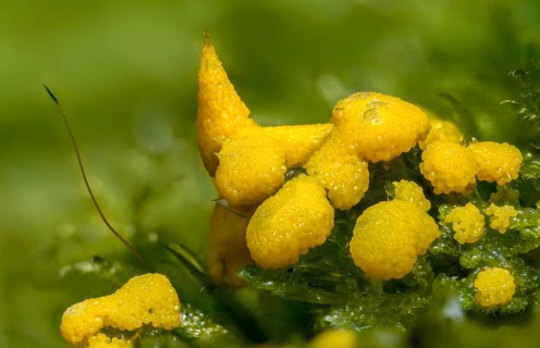 Eumycetozoa, yellow egg slime mold, lignydium virescens, mycetozoa, physarum ditmarii, physarum