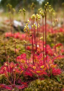 Brosswort, Bullwort, Drosera rotundifolia, Droseraceae, Lord's Spoon, Sky Spoon, Sky Dew, Roundleaf