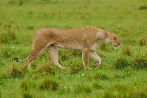 A lioness walks through the open grasslands of the savannah, lioness (Panthera leo), Masai Mara