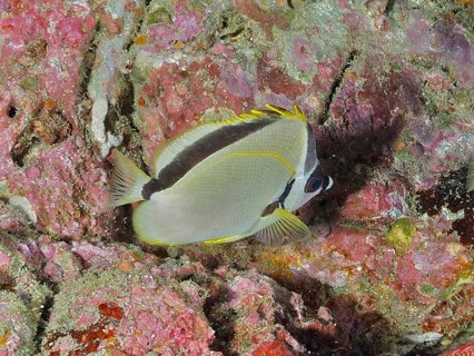A colourful barberfish (Johnrandallia nigrirostris) swims near the coral reef in a colourful