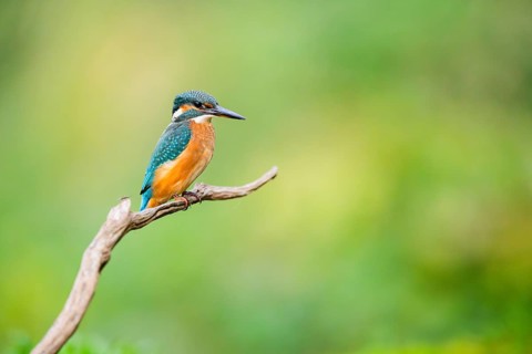 Common kingfisher (Alcedo atthis) sitting on an old wooden branch in late summer, wildife, Bavaria,