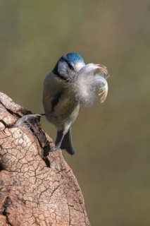 Blue tit, parus caeruleus, birds, feather, high size, portrait format, tits, nest building,