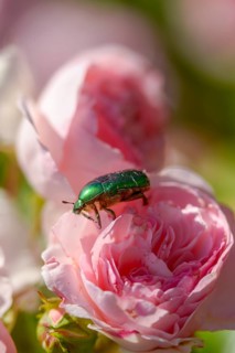 Cetonia aurata, common rose beetle, shiny golden rose beetle, green rose chafer, rose chafer, rose