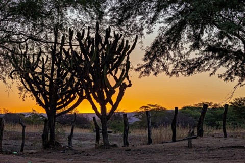 Silhouettes of cacti in the evening light against a golden sky in rural surroundings, the