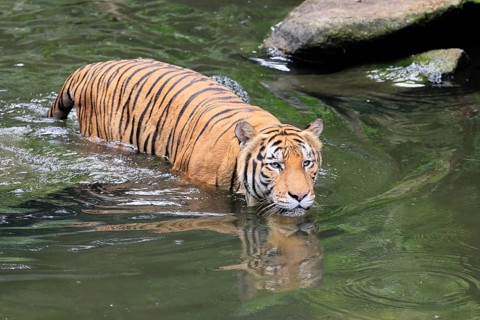 Malaysia tiger (Panthera tigris jacksoni), adult, in water, alert, Malaysia, Southeast Asia