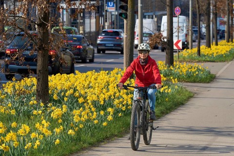 Middle aged woman riding an e-bike on a safe bike path lined with blooming daffodils during spring