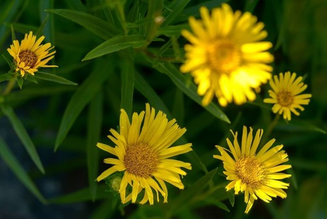 Elecampane, inula ensifolia, pentanema ensifolium, narrow-leaf elecampane, sword elecampane,